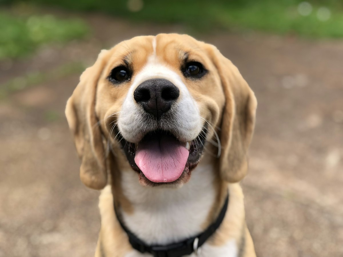 Happy rescued dog smiling