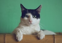Foster cat