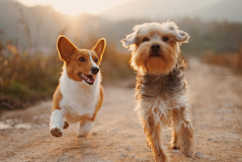 Dogs running happy