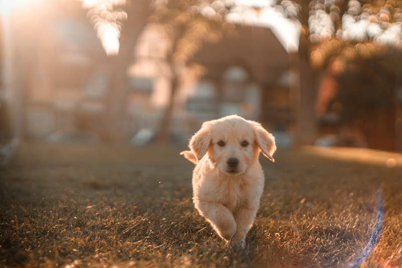Veterinary care