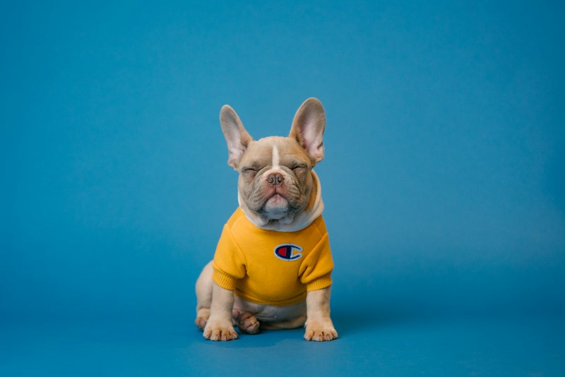 Puppy foster program